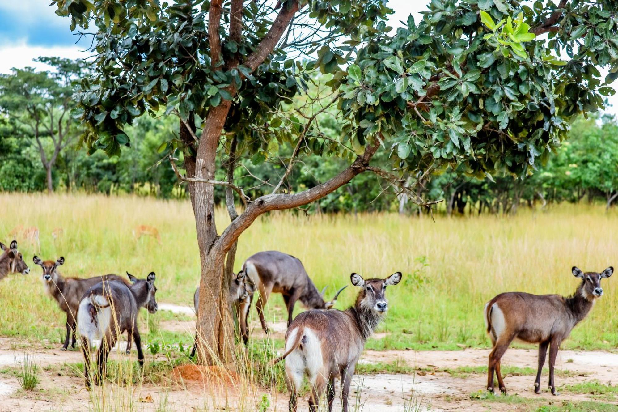 Baluba Game Resort Luanshya Esterno foto